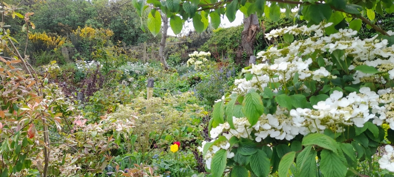 Gorsey Bank Gardens