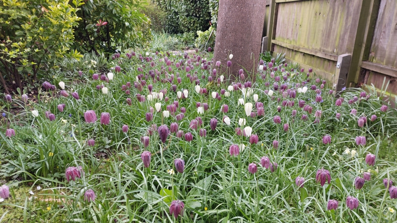 1 Vicarage Gardens