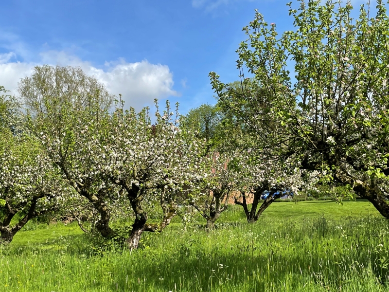 Little Orchard Kempley Dymock