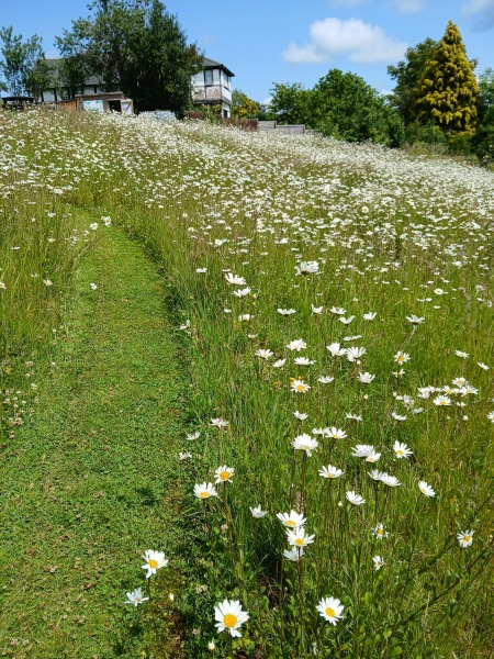 Parson’s Field