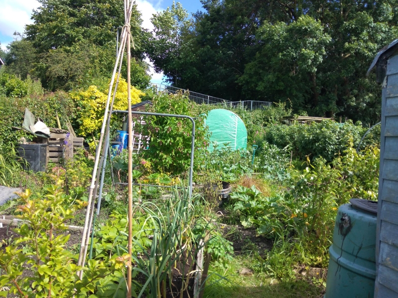 Burial Ground Allotments