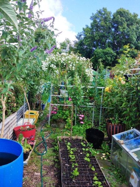 Burial Ground Allotments