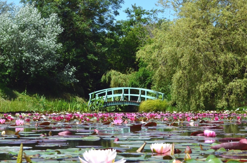 Bennetts Water Gardens image