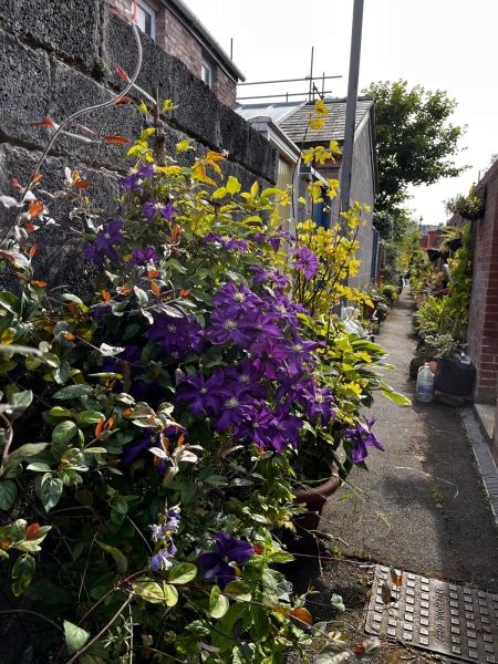 Granby Back Alley Garden