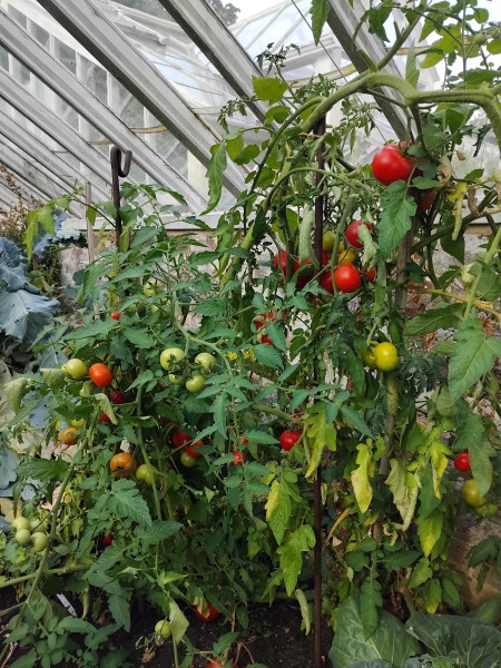 Stud Nursery Community Garden