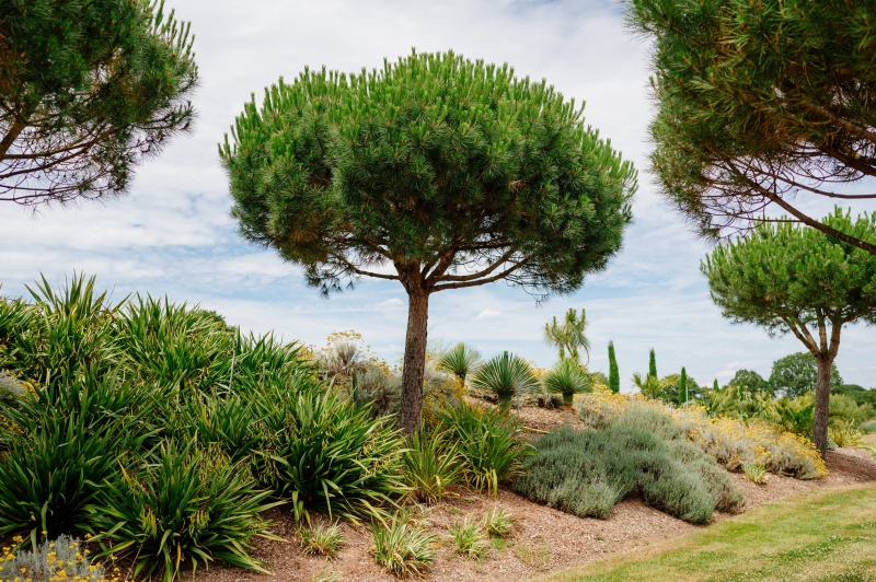 Architectural Plants