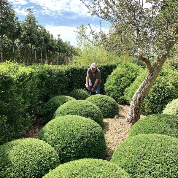 Architectural Plants