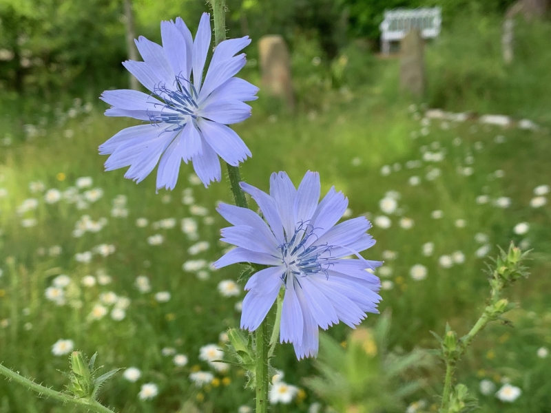 Pines Corner Wildlife Garden