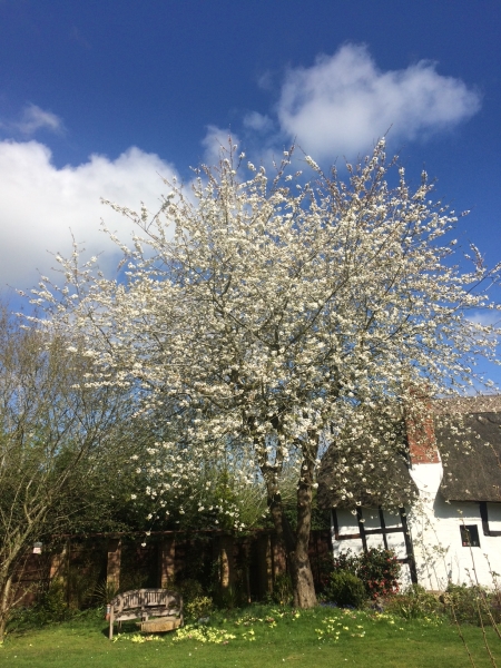 Cherry Tree Cottage