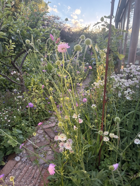 Mapperley Gardens