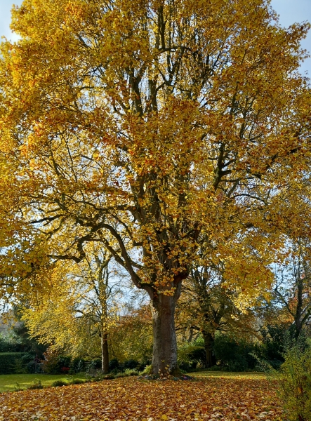 Tulip Tree