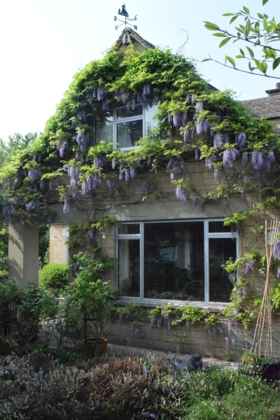 Lindens image