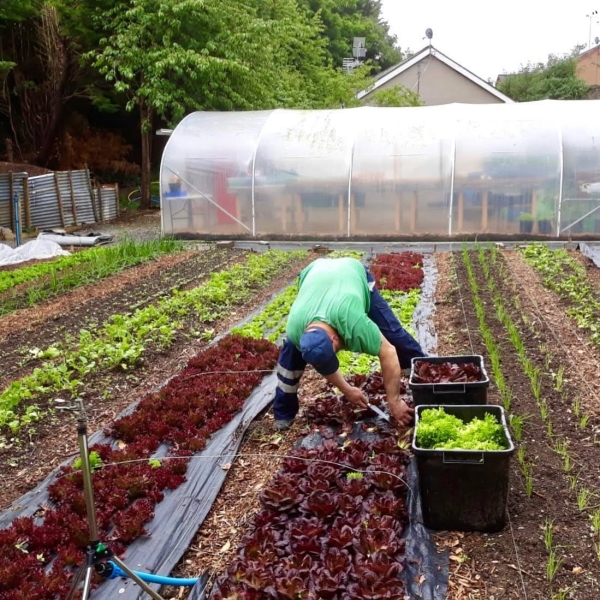 Growing for Change Organic Market Garden