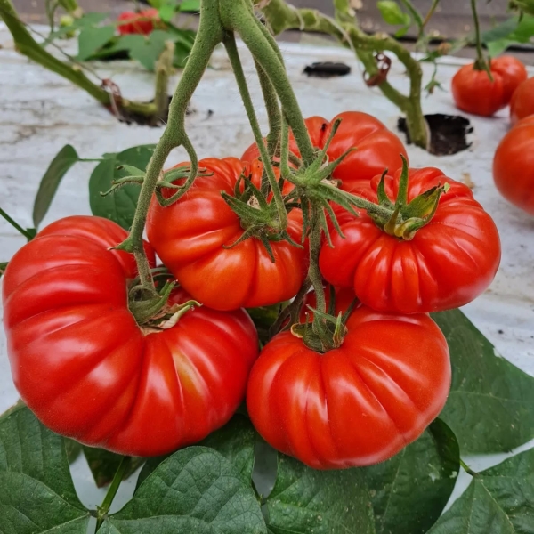 Growing for Change Organic Market Garden