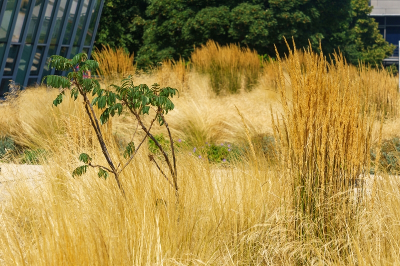 Wellcome Genome Campus