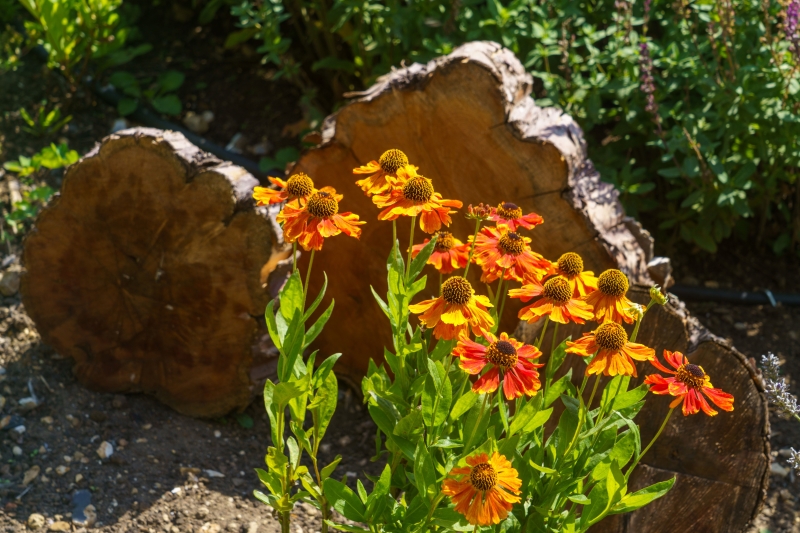 Wellcome Genome Campus