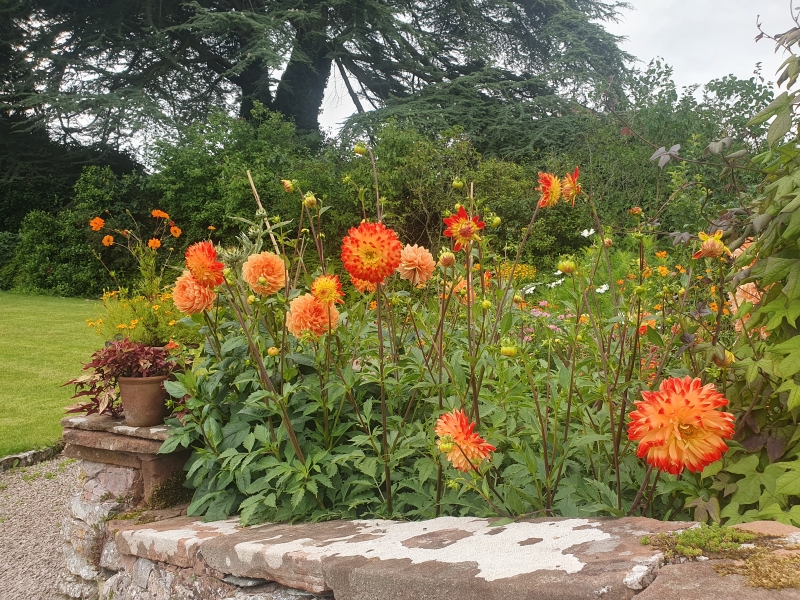 Morland House Gardens