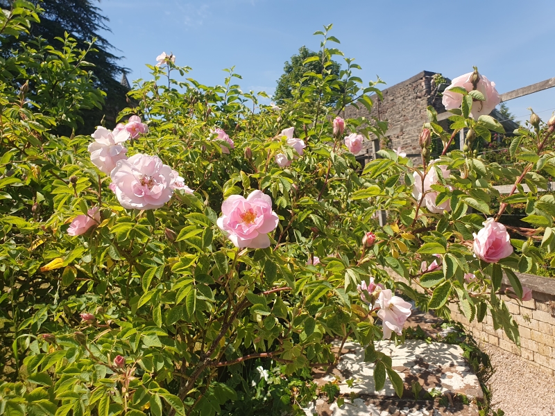 Morland House Gardens