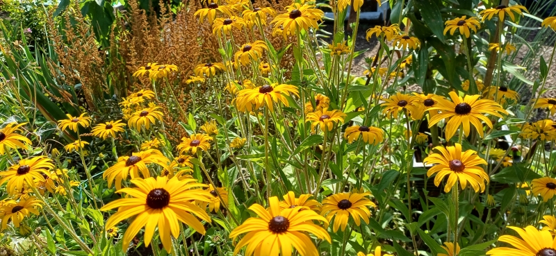 Whitby Park Community Garden image
