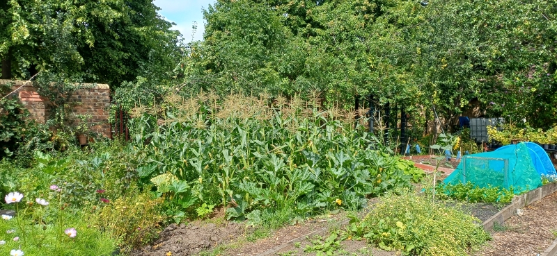 Whitby Park Community Garden