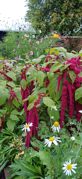 Whitby Park Community Garden