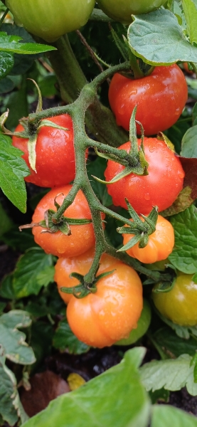 Whitby Park Community Garden