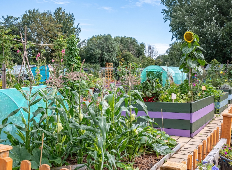 Charlton Road Allotments image
