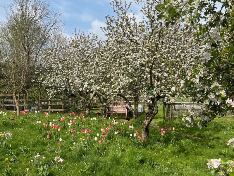 Mulberry Cottage image