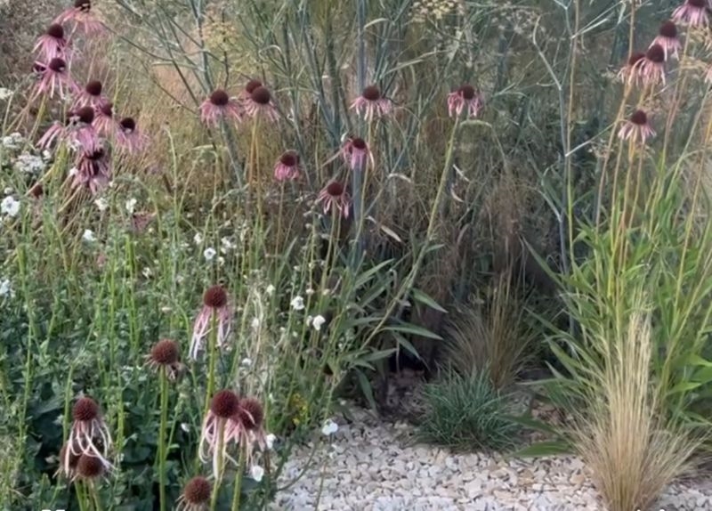 The Blooming Wild Plant Nursery