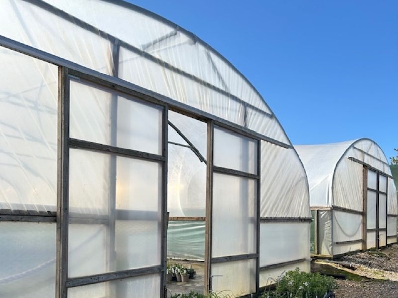 The Blooming Wild Plant Nursery