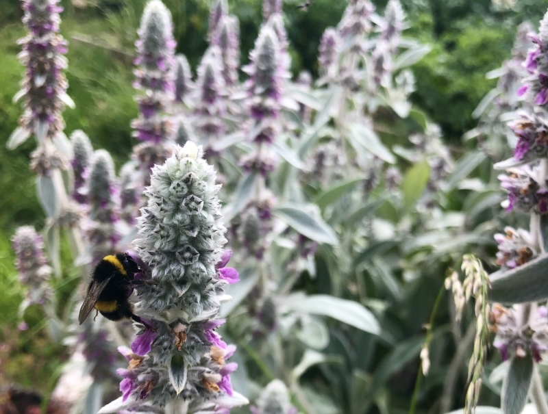 Chitts Hill Allotment & Garden Society