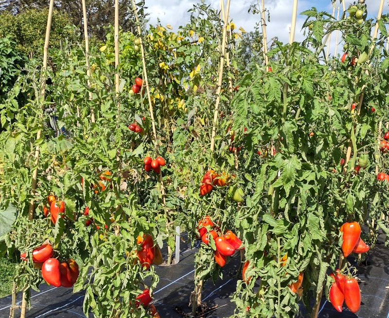 Chitts Hill Allotment & Garden Society
