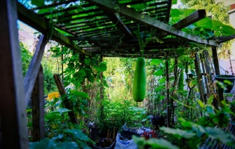 Adelaide Community Garden Club