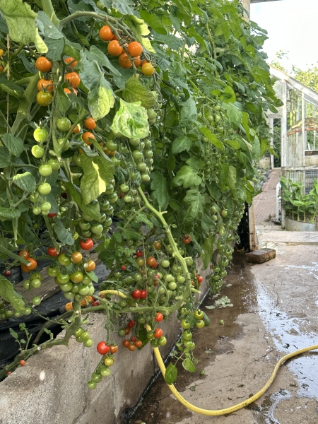 Wembury Walled Garden