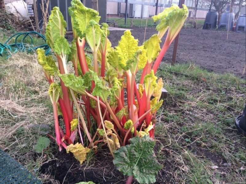 Shepherd Road Allotments