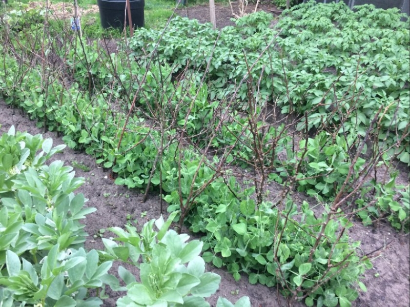 Shepherd Road Allotments