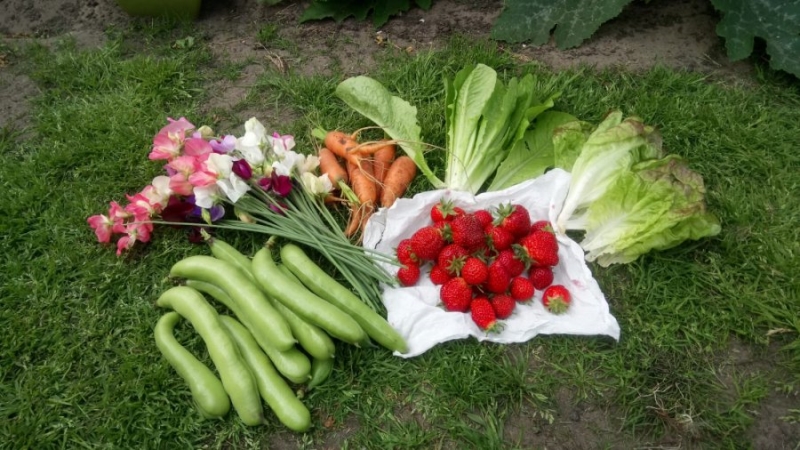 Shepherd Road Allotments