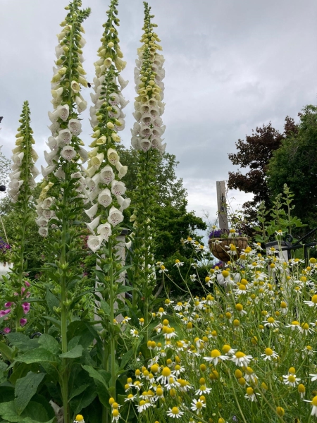 Llanfechain Gardens image