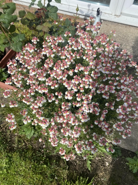 30 Maes Mechain image