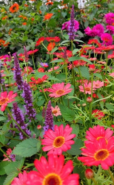 Kirkleatham Walled Garden