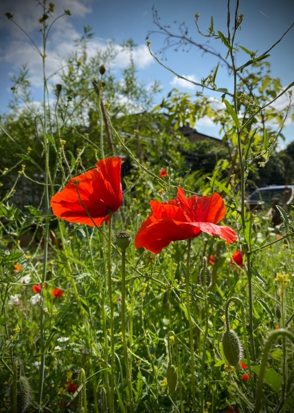 Forest Gate Community Garden