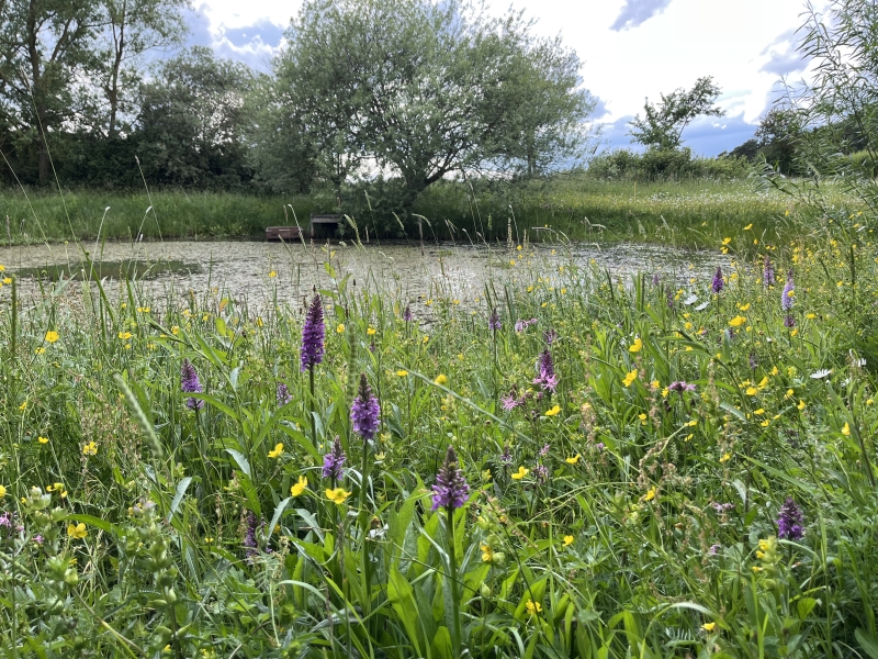 Old Common Wood image