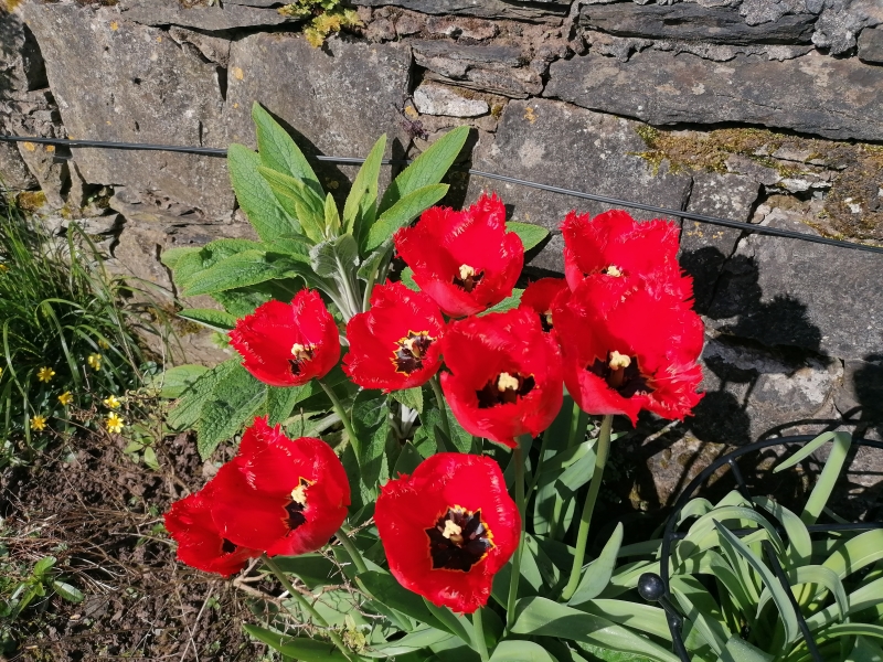 15 Greenbank Gardens