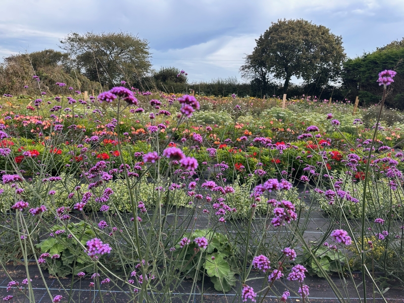 Mitchell Fruit Garden
