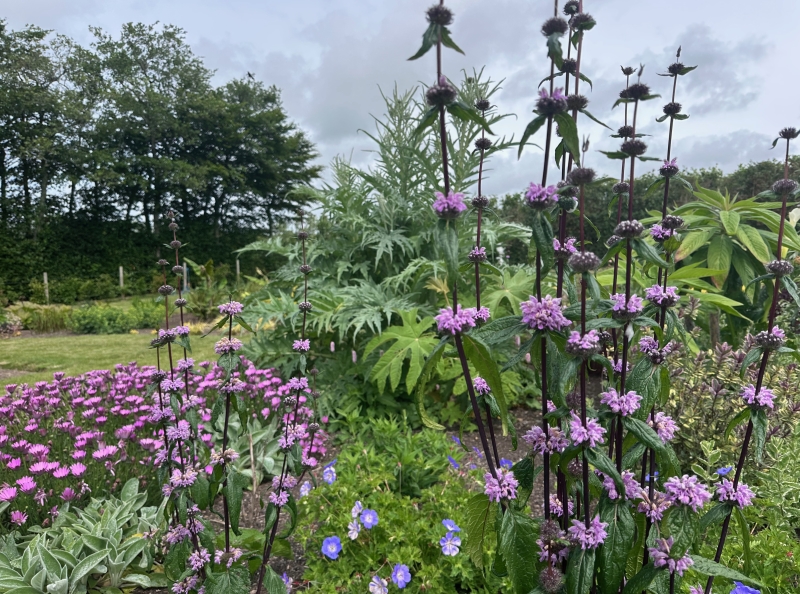 Mitchell Fruit Garden