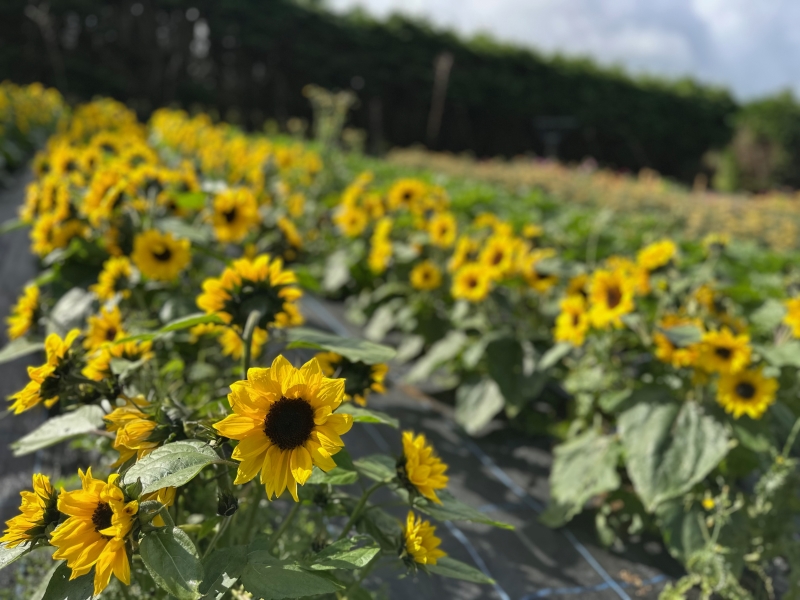 Mitchell Fruit Garden