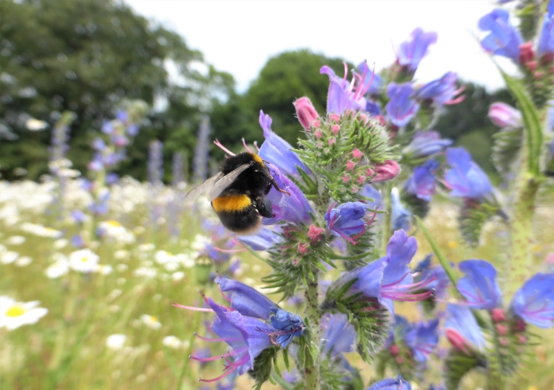 Calderstones Nature Reserve