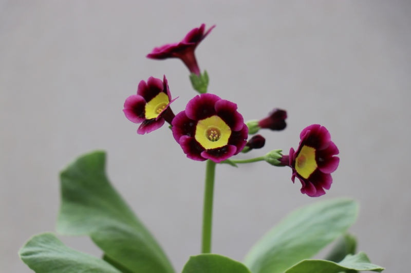 Hill View Hardy Plants