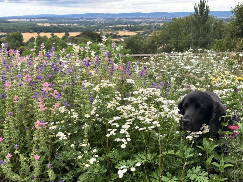 Frog Lane Flower Farm & Netherfields
