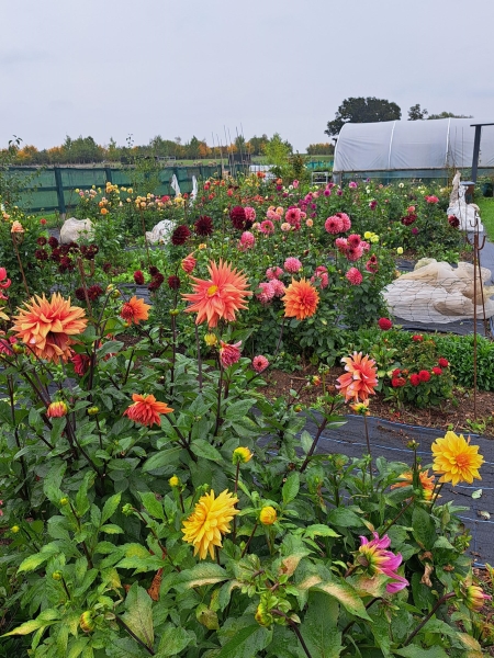 Sweet Briar Flower Farm